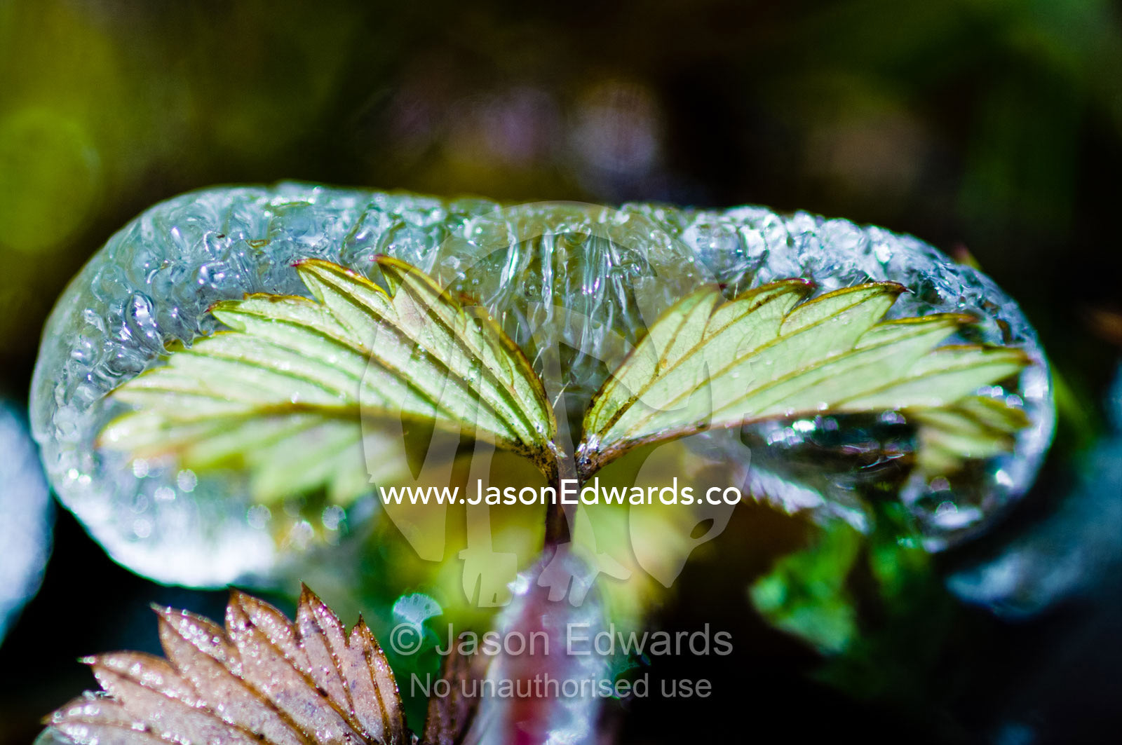 Waterdrops splashed from a stream froze in a casing over a small leaf start to thaw. Dochula Pass, Thimphu District, Bhutan.