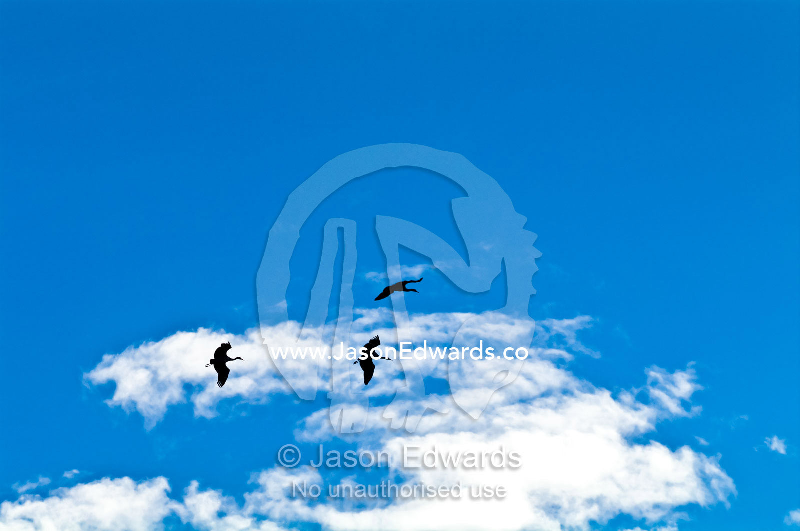 A trio of vulnerable black-necked crane in flight in a clear blue sky above a Himalaya wetland. Phobjikha Conservation Area, Phobjika Valley, Phobjikha Valley, Gangteng Valley, Black Mountains, Bhutan.