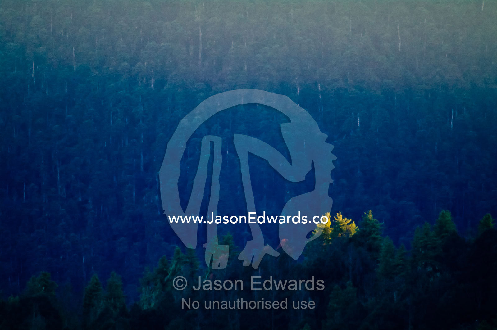 The last rays of the setting sun light the canopy of a conifer tree as a dense forest descends into shadow. Phobjikha Conservation Area, Phobjika Valley, Phobjikha Valley, Gangteng Valley, Black Mountains, Bhutan.
