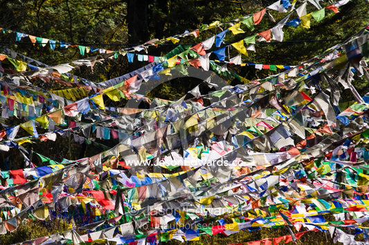A tangled canopy of prayer flags draped between trees on a mountain. 108 Druk Wangyal Khangzang Chortens, Dochula Pass, Thimphu District, Bhutan.