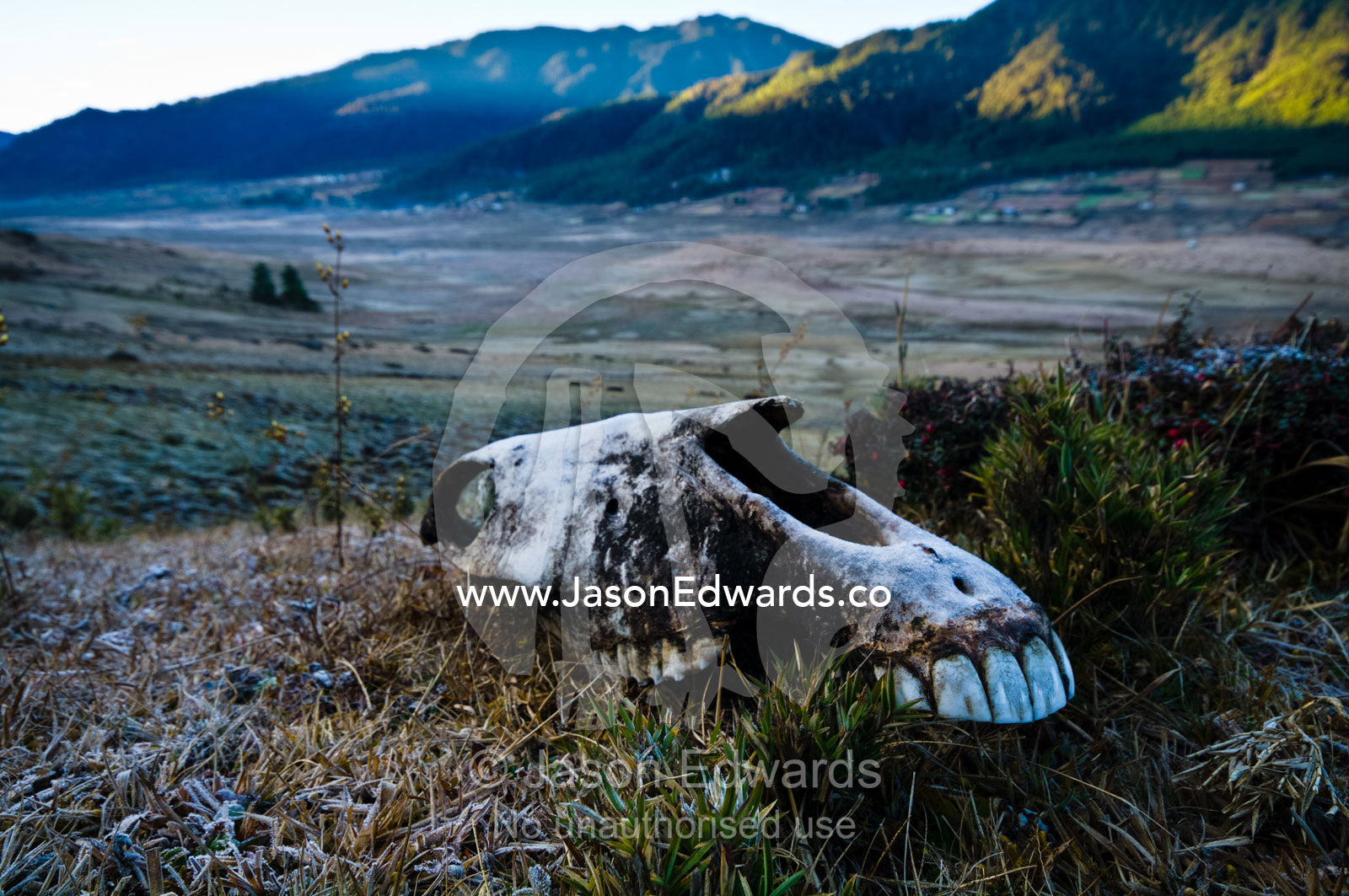 The bleached skull of a Yak lies in frost covered grass above a Himalaya wetland. Phobjikha Conservation Area, Phobjika Valley, Phobjikha Valley, Gangteng Valley, Black Mountains, Bhutan.