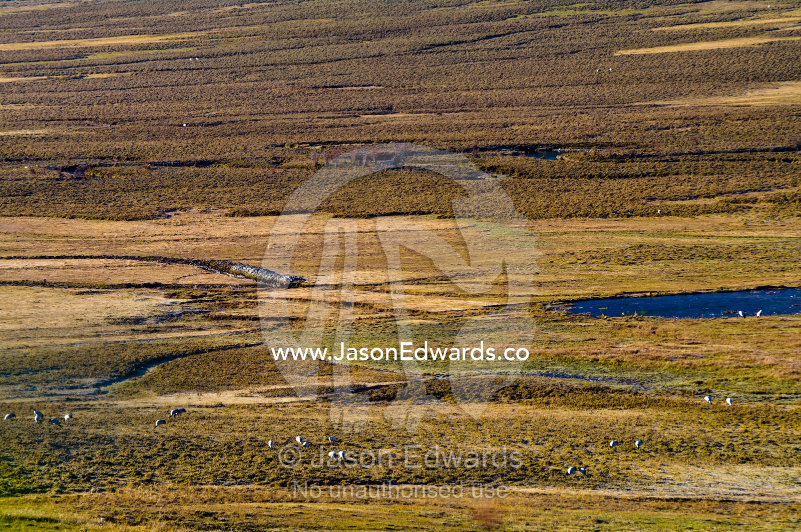 Vulnerable black-necked cranes feeding on a vast marshy floodplain dissected by streams. Phobjikha Conservation Area, Phobjika Valley, Phobjikha Valley, Gangteng Valley, Black Mountains, Bhutan.