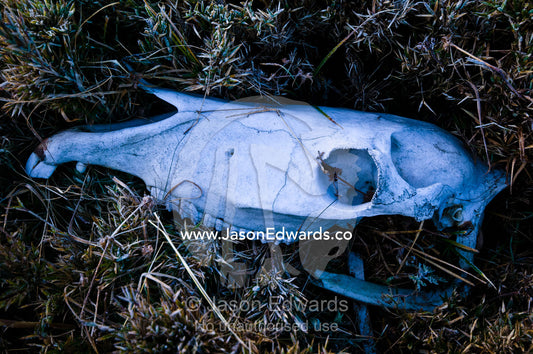The bleached skull of a Yak lies in frost covered grass above a Himalaya wetland. Phobjikha Conservation Area, Phobjika Valley, Phobjikha Valley, Gangteng Valley, Black Mountains, Bhutan.