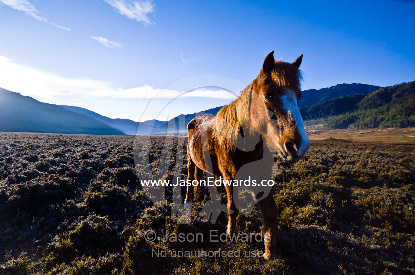 A Bhotia Pony with pointy ears catches warming sun rays roaming on a Himalayan wetland at dawn. Phobjikha Conservation Area, Phobjika Valley, Phobjikha Valley, Gangteng Valley, Black Mountains, Bhutan.
