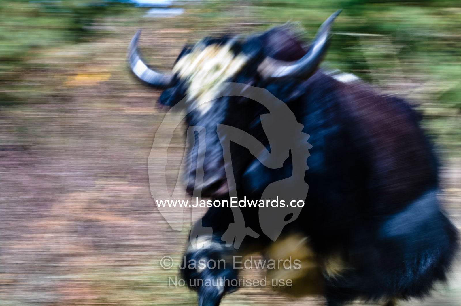 A Yak charging along a mountainside with its sharp and deadly horns. Punakha District, Bhutan.