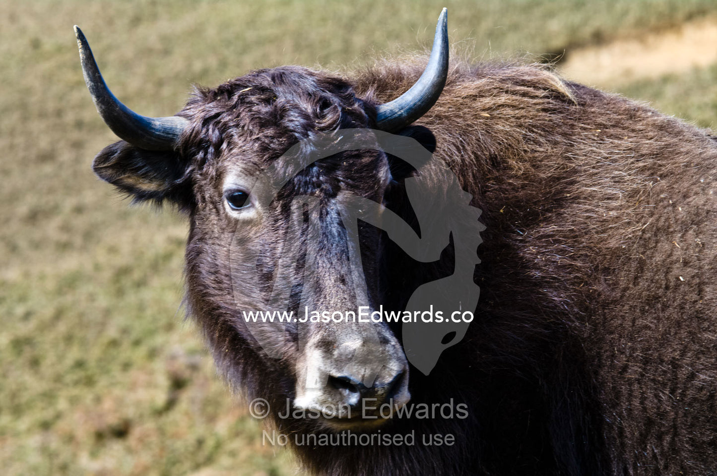 A sub-adult Yak with sharp horns and summer coat grazing on a mountainside. Punakha District, Bhutan.