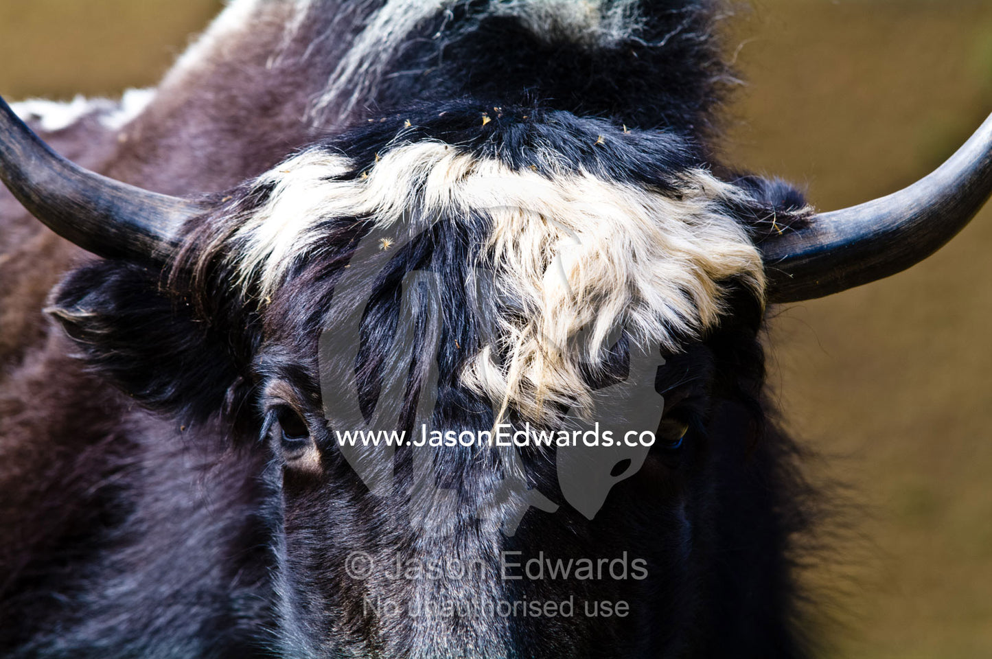 The black and white waves of fur on the forehead of a Yak staring at the camera. Punakha District, Bhutan.