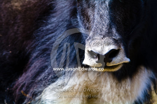 A Yak sniffs the air with large nostrils searching for danger or threats. Punakha District, Bhutan.