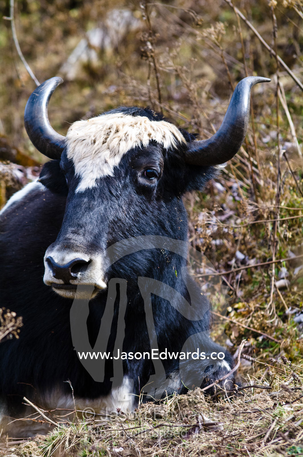 The large broad head and sharp horns of a Yak resting on a Himalaya mountainside. Punakha District, Bhutan.