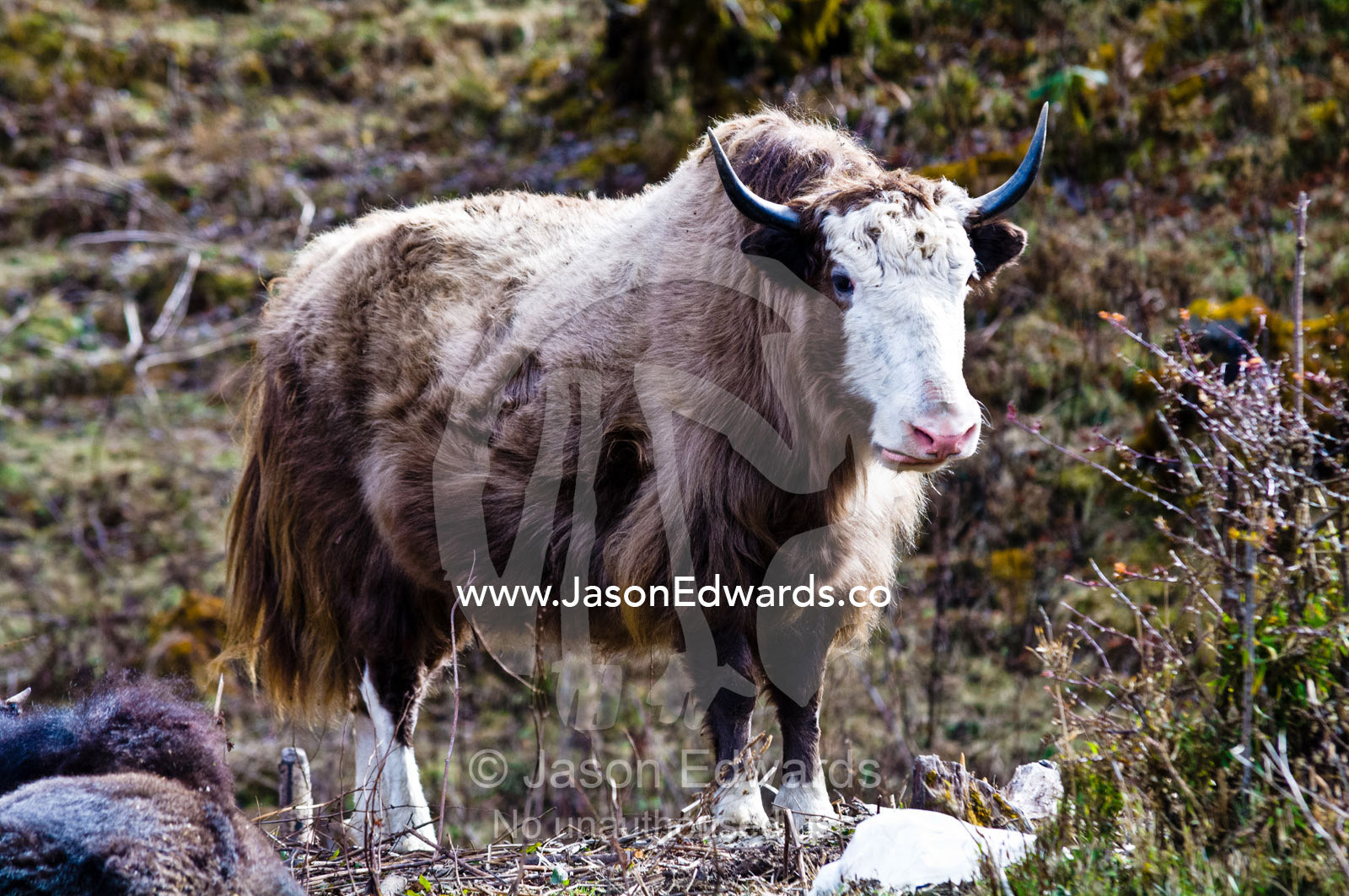 The shaggy and warm coat of a Yak grazing on a Himalaya mountainside. Punakha District, Bhutan.