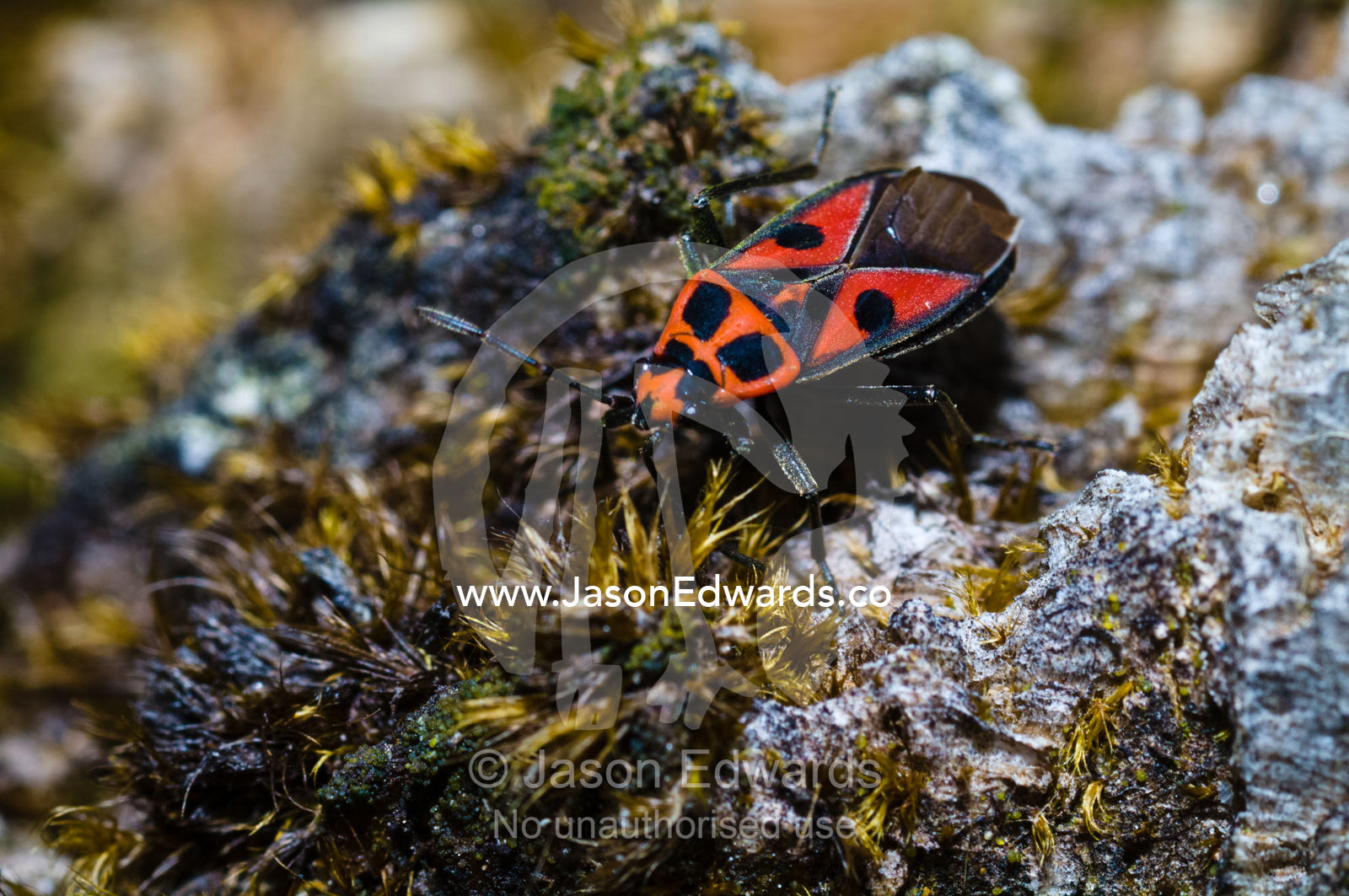 A bright red Shield Bug foraging across a field of moss on a rock cliff face. Punakha District, Bhutan.
