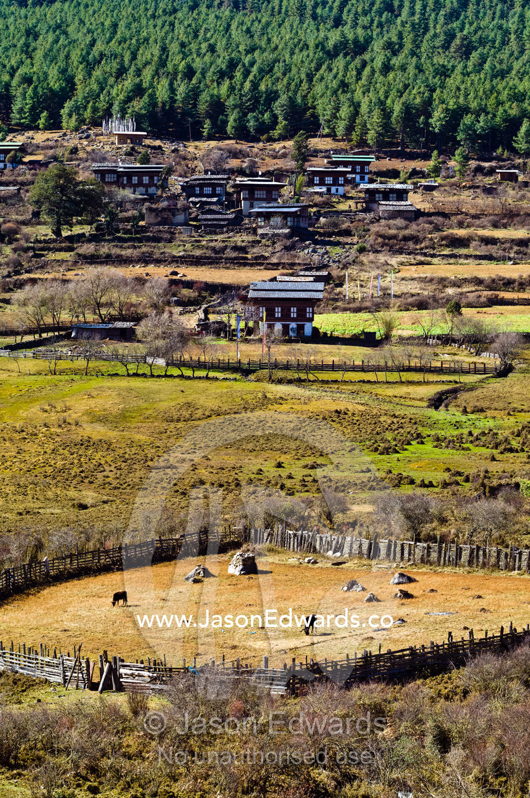 Surrounded by forest and houses, cattle graze in a timber corral near Bhutanese farmhouses and agriculture fields. Phobjikha Conservation Area, Phobjika Valley, Phobjikha Valley, Gangteng Valley, Black Mountains, Bhutan.