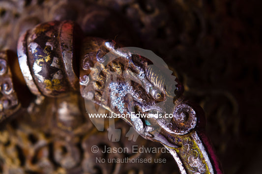 A Druk, Thunder Dragon on a large metal door knocker at the entrance to a Buddhist monastery. Gangteng Monastery, Ganteng, Wangdue Phodrang District, Phobjika Valley, Phobjikha Valley, Gangteng Valley, Black Mountains, Bhutan.