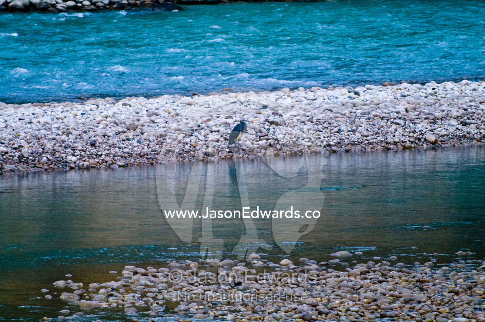 A critically endangered White-bellied Heron feeding on an alpine riverbank. Punakha River, Punakha Valley, Punakha-Wangdiphodrang District, Bhutan.