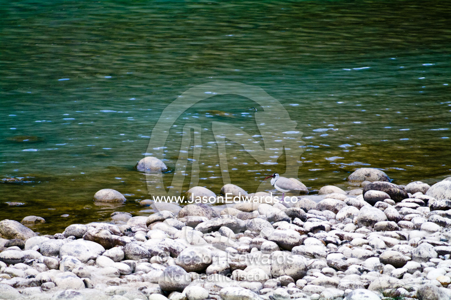 A camouflaged Ibisbill forages amongst boulders on an alpine riverbank. Punakha River, Punakha Valley, Punakha-Wangdiphodrang District, Bhutan.