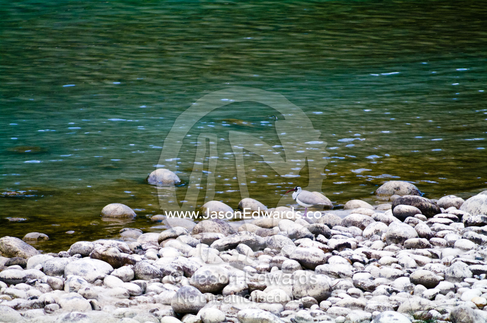 A camouflaged Ibisbill forages amongst boulders on an alpine riverbank. Punakha River, Punakha Valley, Punakha-Wangdiphodrang District, Bhutan.