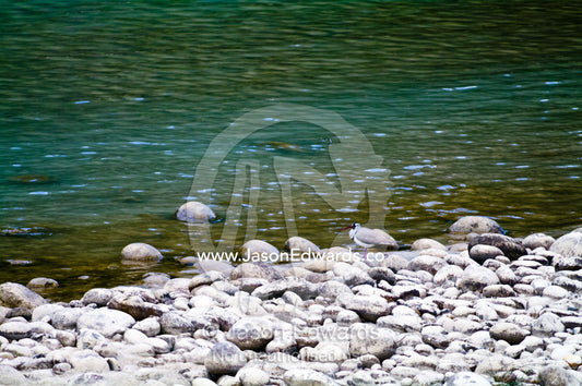 A camouflaged Ibisbill forages amongst boulders on an alpine riverbank. Punakha River, Punakha Valley, Punakha-Wangdiphodrang District, Bhutan.