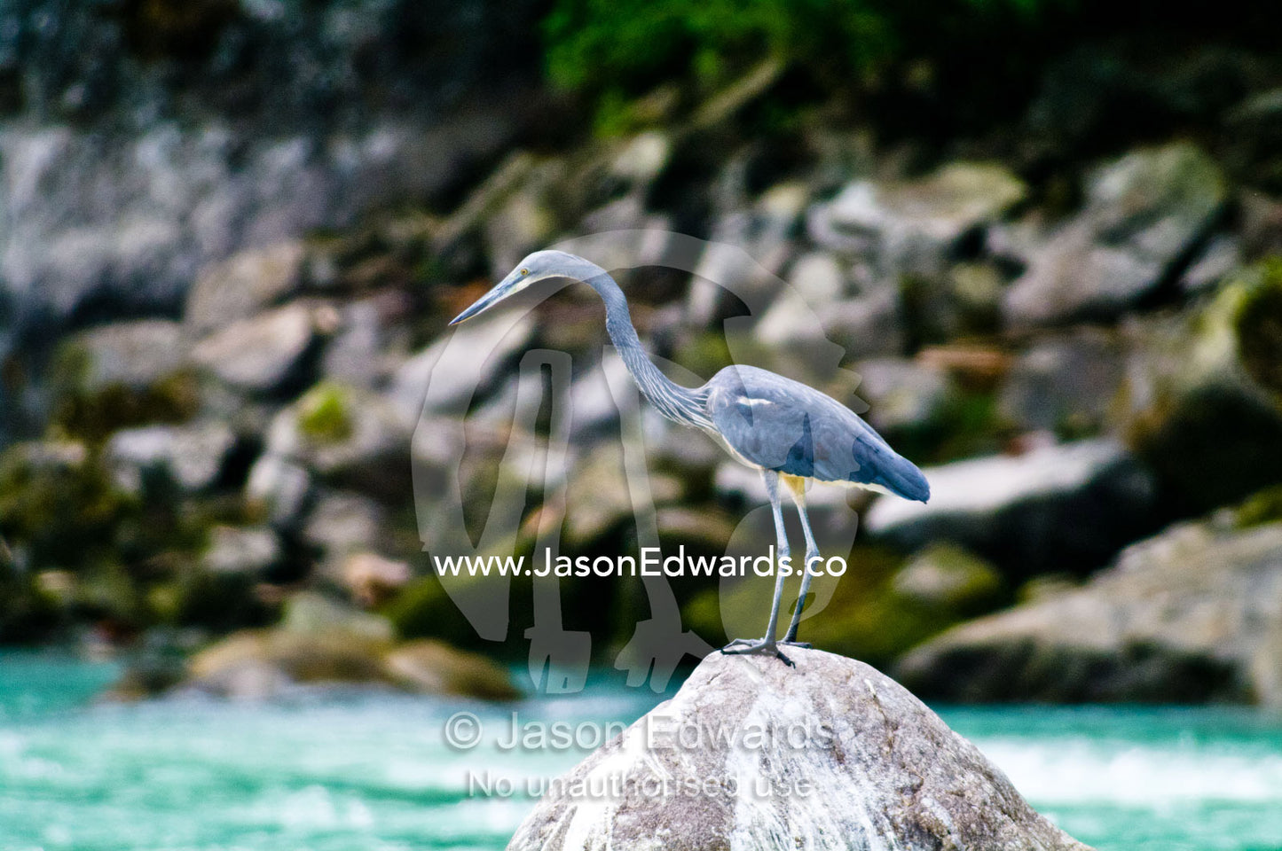 A critically endangered White-bellied Heron hunting from a boulder on an alpine riverbank. Punakha River, Punakha Valley, Punakha-Wangdiphodrang District, Bhutan.