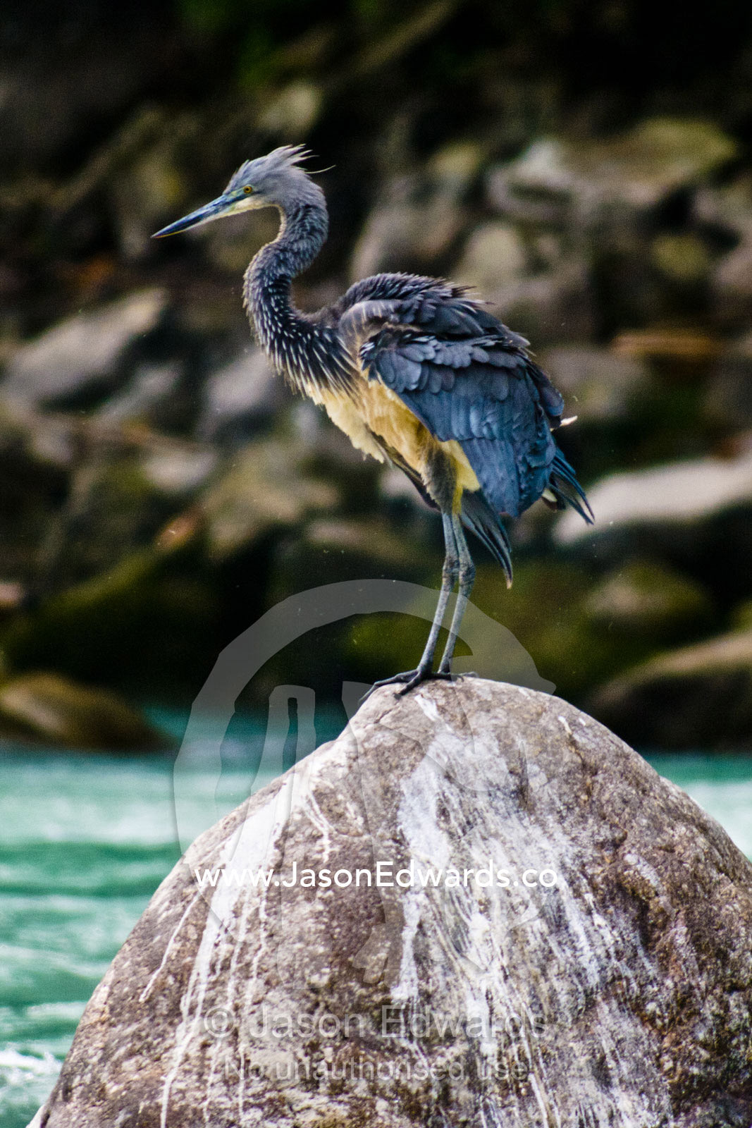 A critically endangered White-bellied Heron hunting from a boulder on an alpine riverbank. Punakha River, Punakha Valley, Punakha-Wangdiphodrang District, Bhutan.