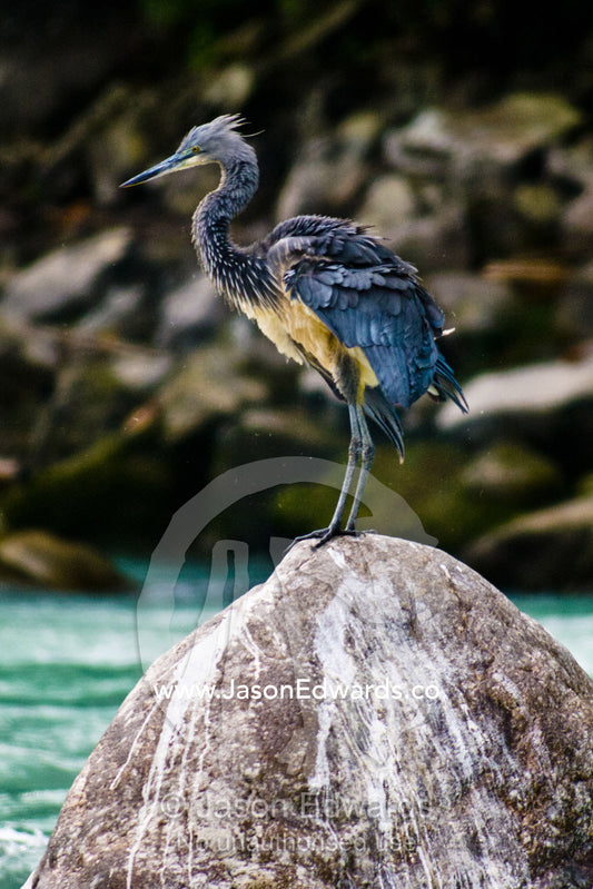 A critically endangered White-bellied Heron hunting from a boulder on an alpine riverbank. Punakha River, Punakha Valley, Punakha-Wangdiphodrang District, Bhutan.