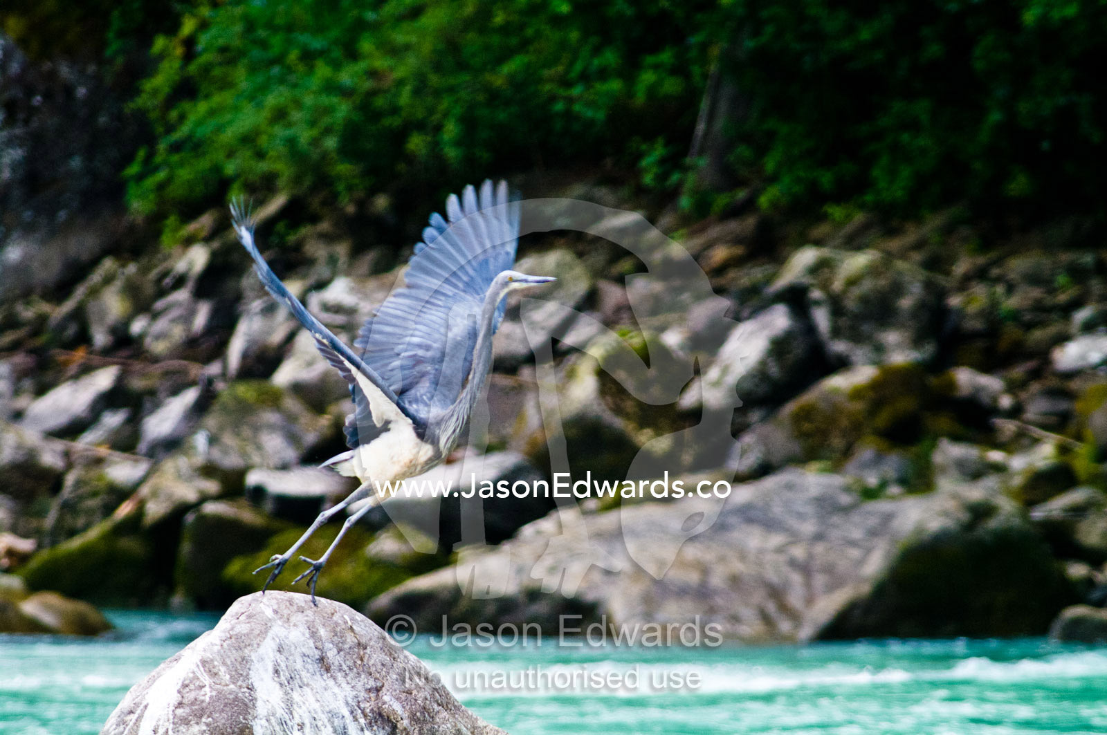 A critically endangered White-bellied Heron takes flight from a boulder on an alpine riverbank. Punakha River, Punakha Valley, Punakha-Wangdiphodrang District, Bhutan.