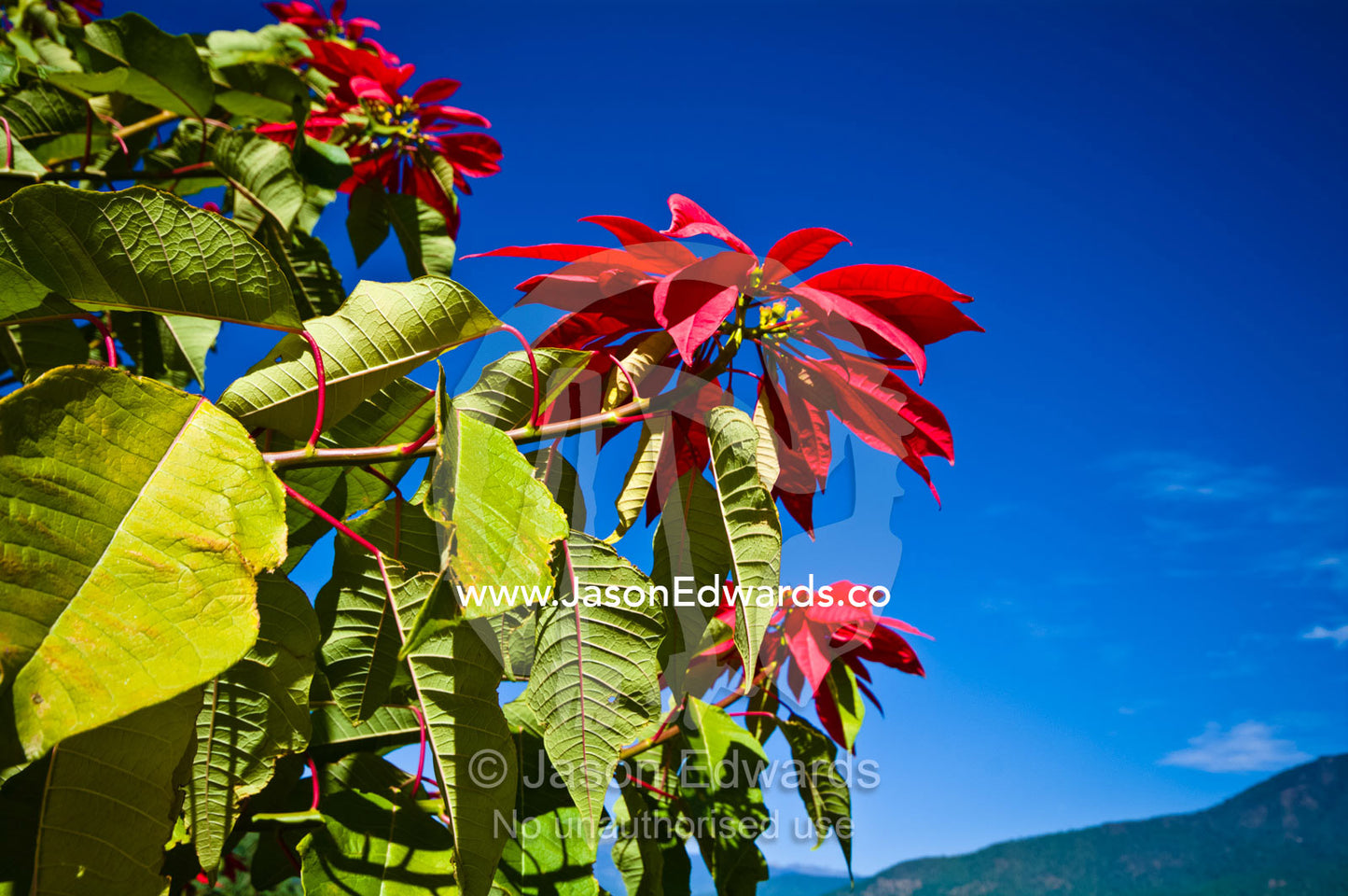 Poinsettia flowers above a turquoise river winding its way through a Himalayan valley past a village. Punakha River, Punakha Valley, Punakha-Wangdiphodrang District, Bhutan.