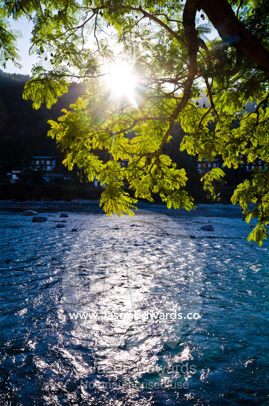 The setting sun filters through the lime green leaves of a jacaranda tree on the shore of an alpine river. Punakha Dzong, Punakha dzongkhag, Punakha District, Bhutan.