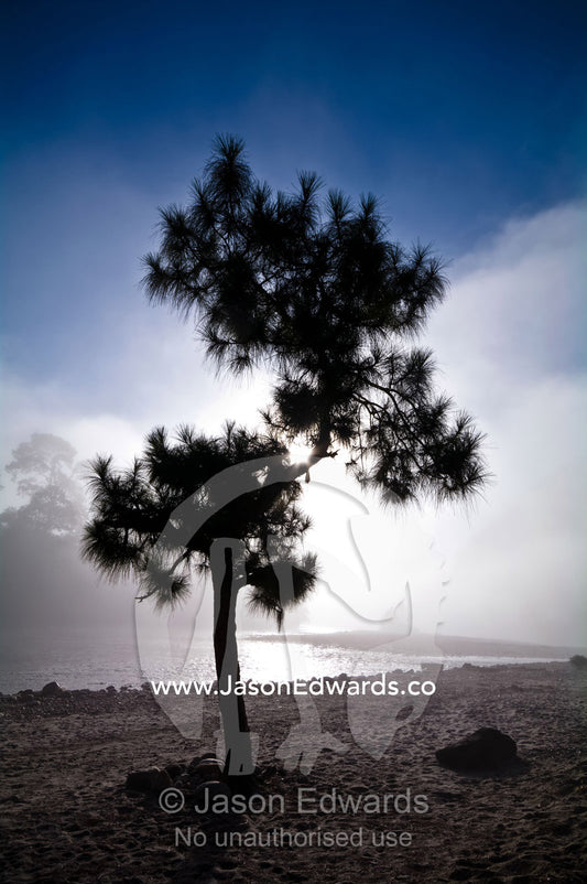 A solitary tree on a sandy riverbank emerges from the fog at dawn. Punakha River, Punakha Valley, Punakha-Wangdiphodrang District, Bhutan.