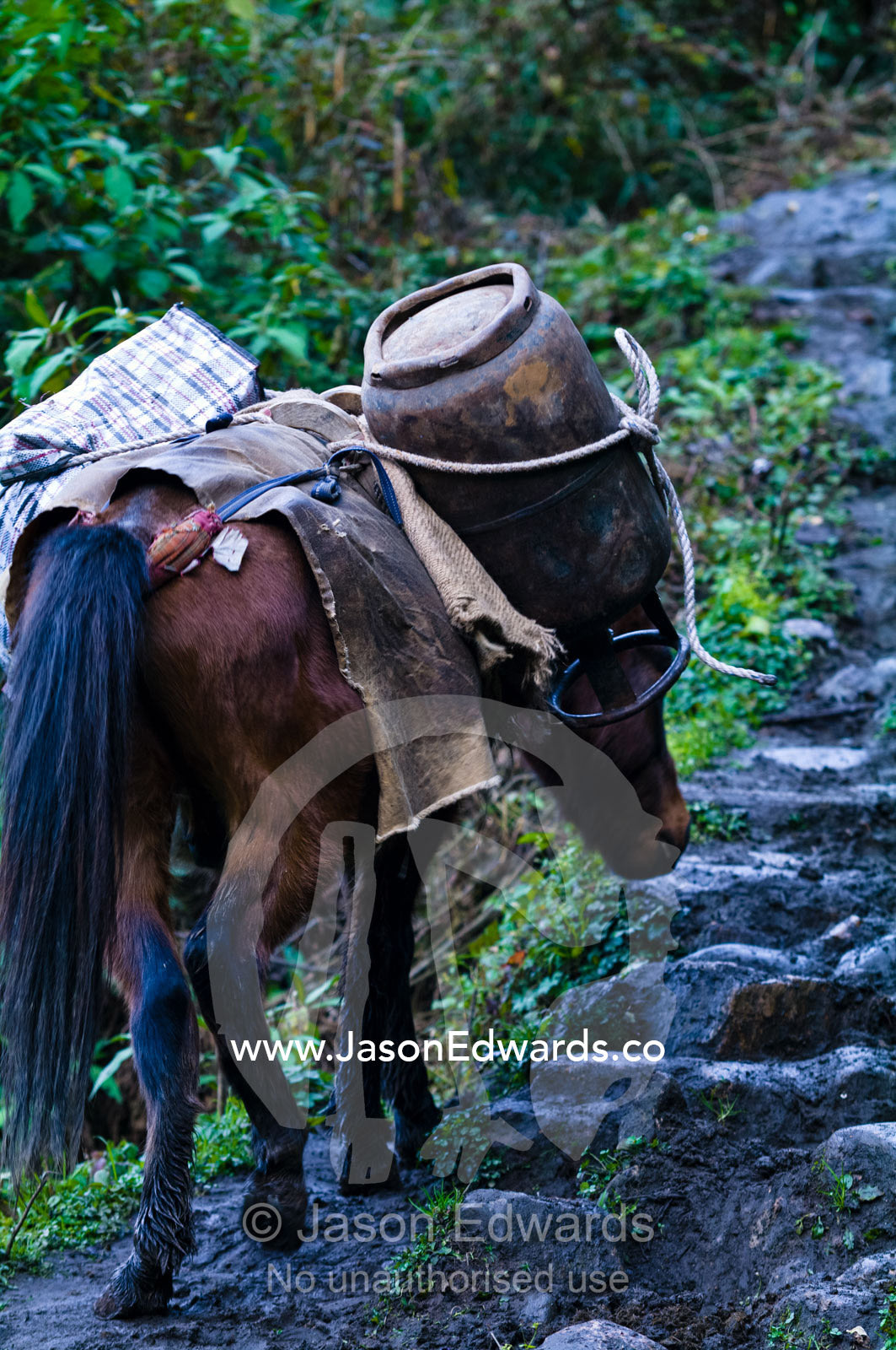 A pack horse carrying a gas cylinder and goods up a steep muddy Himalayan mountain track. Pho Chu, Pho River, Gasa Dzong, Gasa Tashi Tongmon Dzong, Gasa Gasa Dzongkhag District, Bhutan.