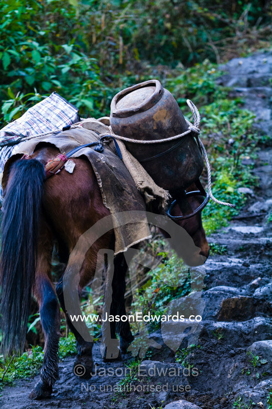 A pack horse carrying a gas cylinder and goods up a steep muddy Himalayan mountain track. Pho Chu, Pho River, Gasa Dzong, Gasa Tashi Tongmon Dzong, Gasa Gasa Dzongkhag District, Bhutan.