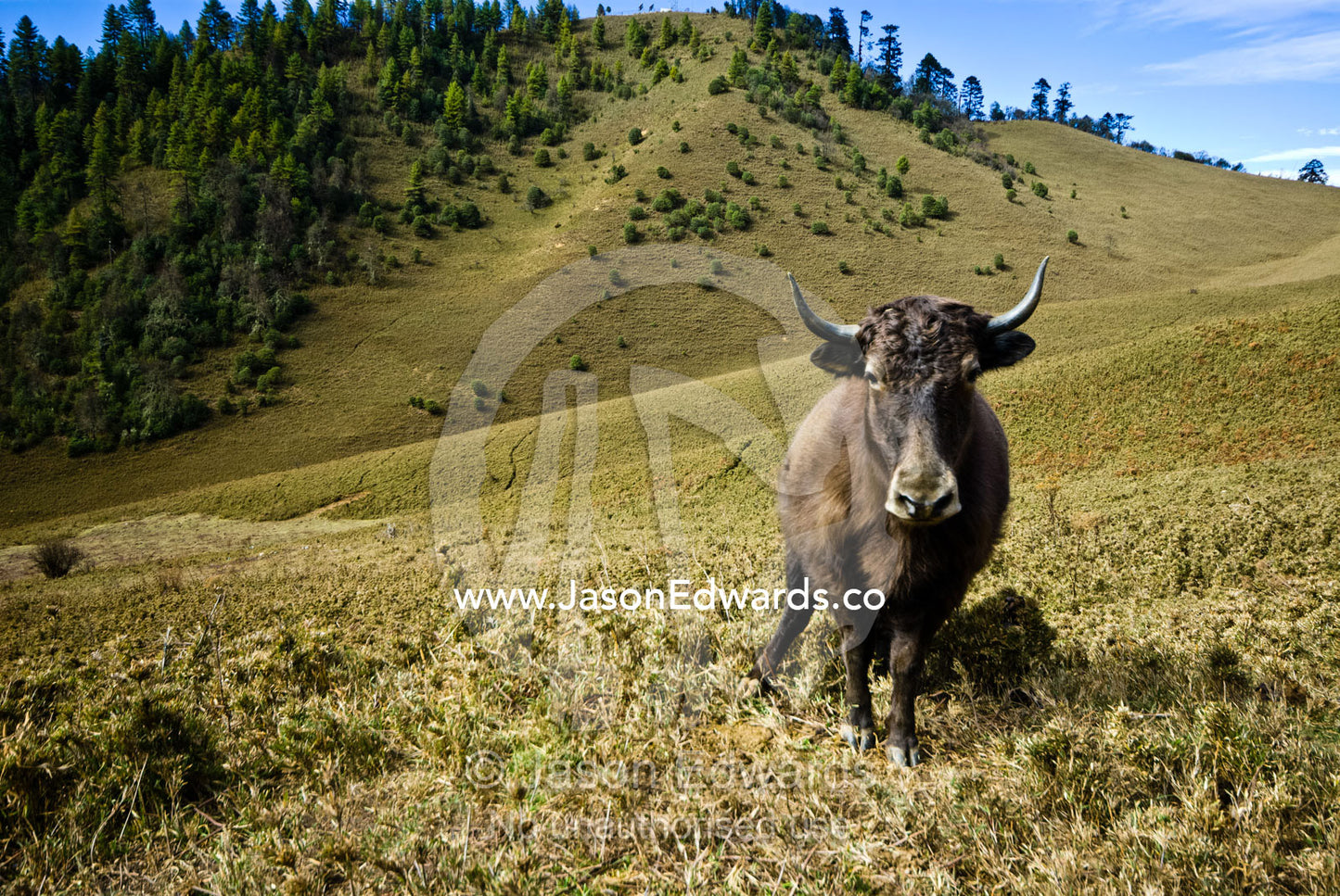An aggressive Yak stands his ground whilst grazing on Himalaya pasture on a hillside. Punakha District, Bhutan.