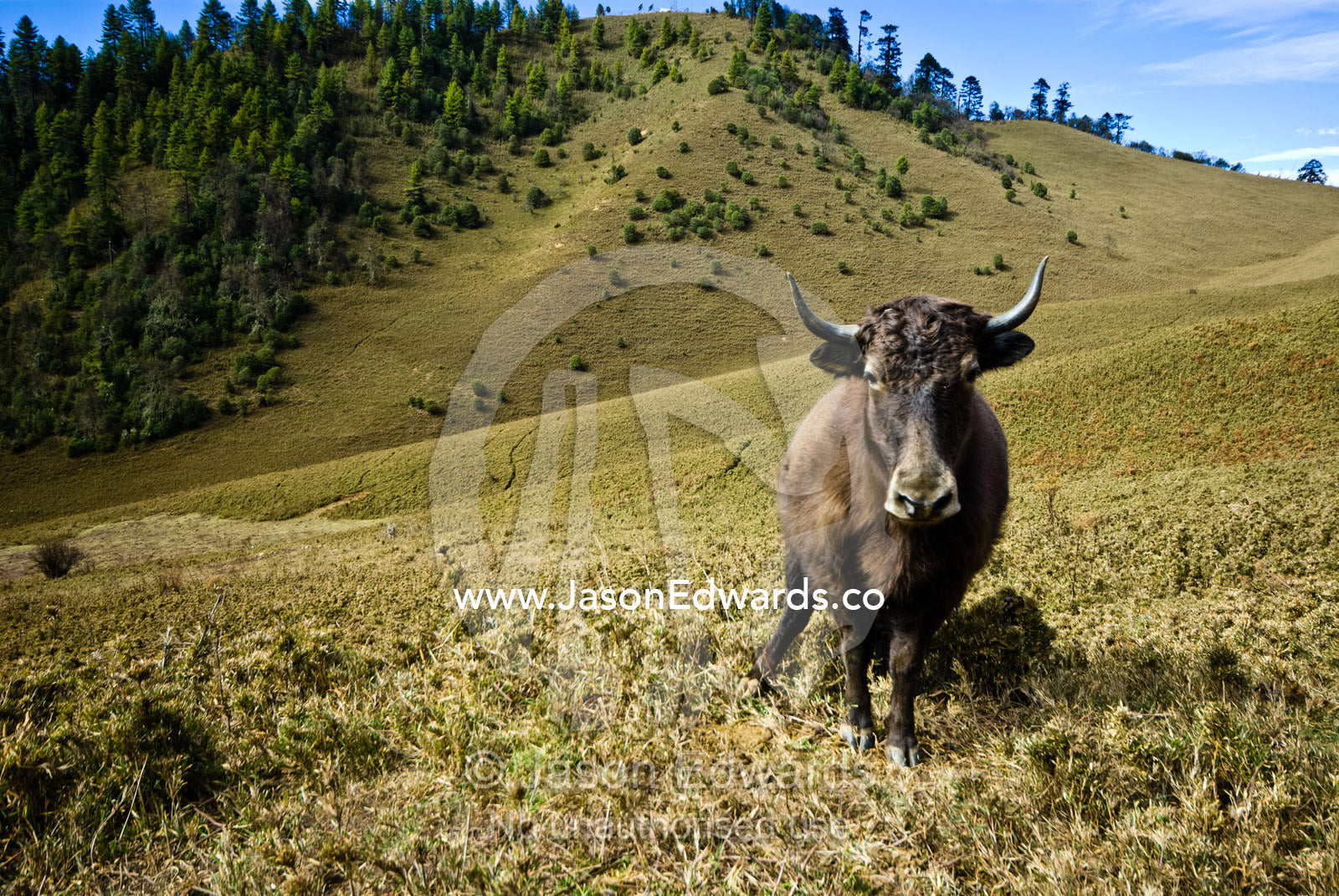 An aggressive Yak stands his ground whilst grazing on Himalaya pasture on a hillside. Punakha District, Bhutan.