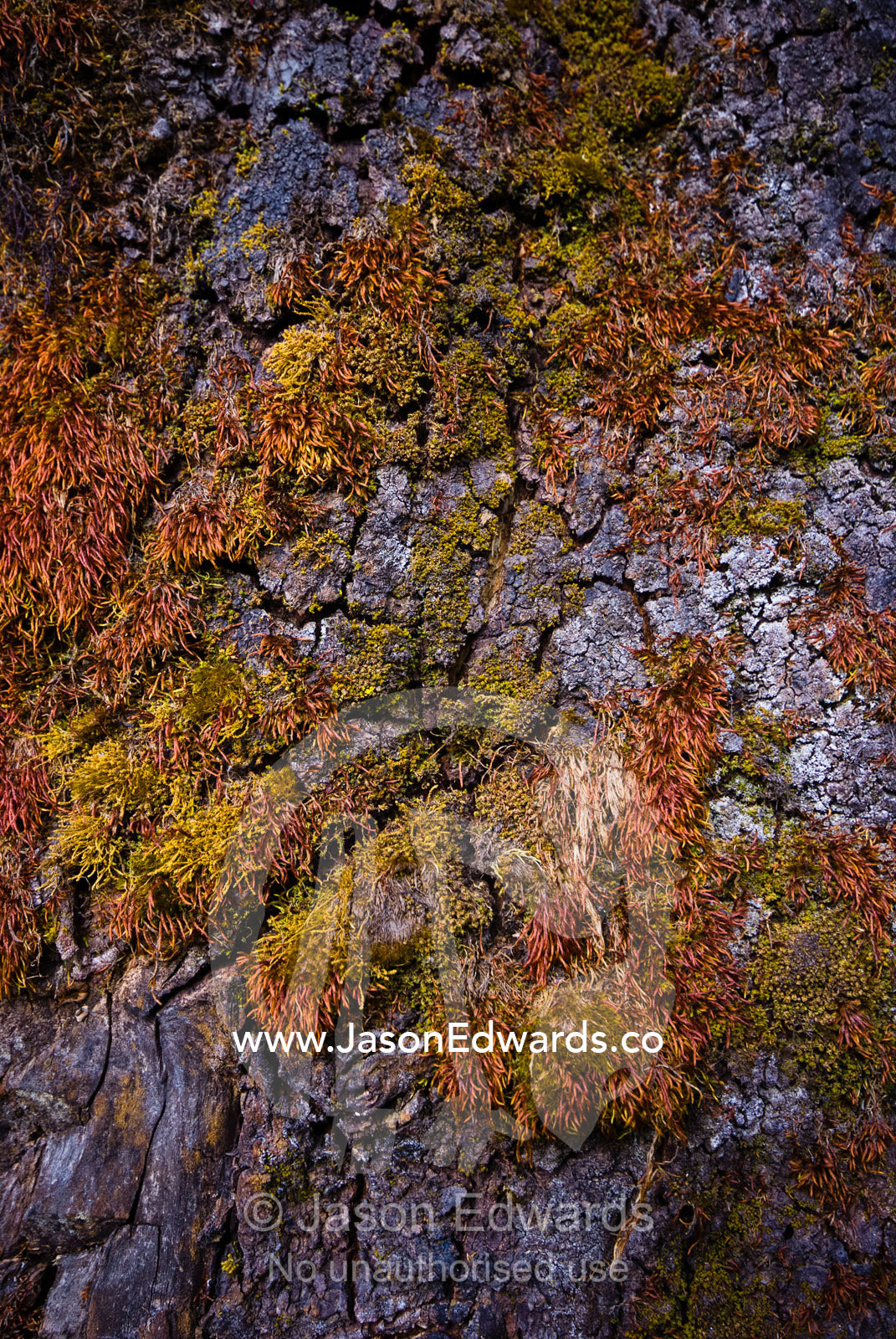 Earth colored moss and lichens growing on a tree trunk on a Himalayan mountainside. Punakha District, Bhutan.