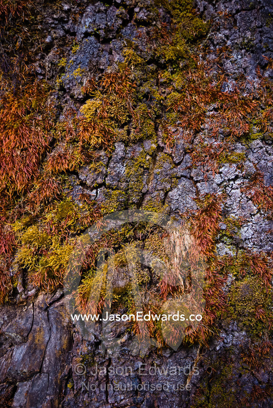 Earth colored moss and lichens growing on a tree trunk on a Himalayan mountainside. Punakha District, Bhutan.