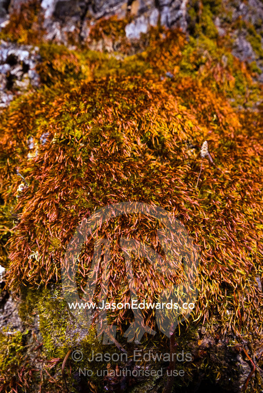 A colony of orange and lime green moss forms a cushion on a tree trunk on a Himalayan mountainside. Punakha District, Bhutan.