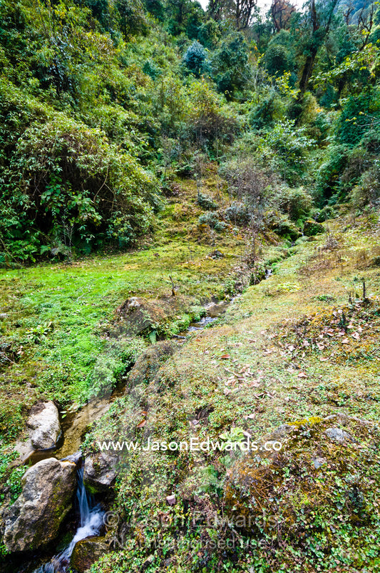 A small stream flowing down from the forested mountains and into a small Himalaya valley. Dochula Pass, Thimphu District, Bhutan.