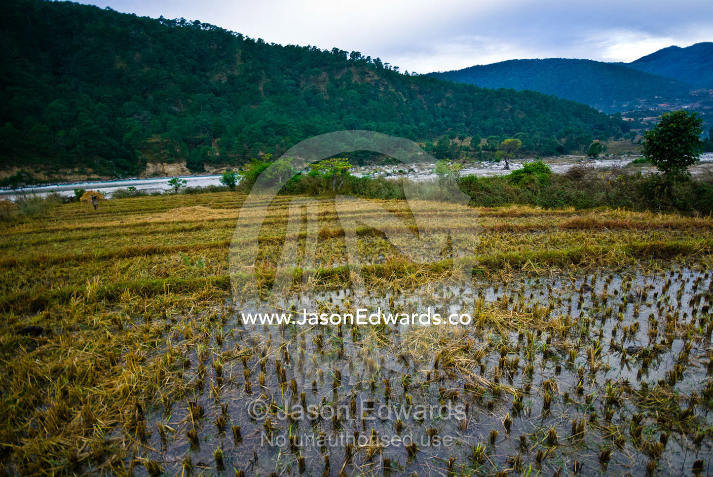 Flooded rice paddies in terraced fields on the shore of a Himalayan river valley. Punakha River, Punakha Valley, Punakha-Wangdiphodrang District, Bhutan.