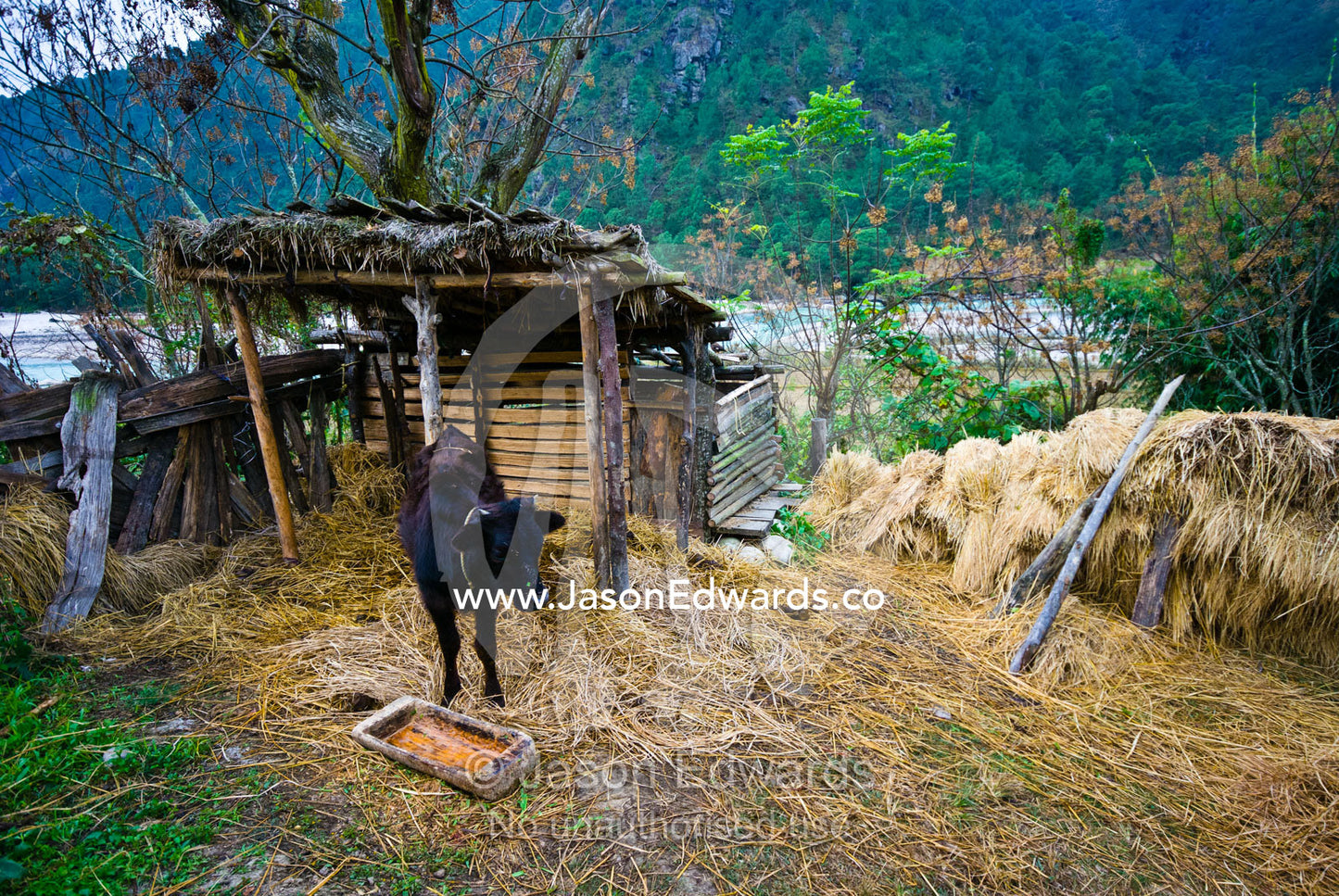 A young cow rests in a straw barn on a farm on the shore of a Himalayan river. Punakha River, Punakha Valley, Punakha-Wangdiphodrang District, Bhutan.