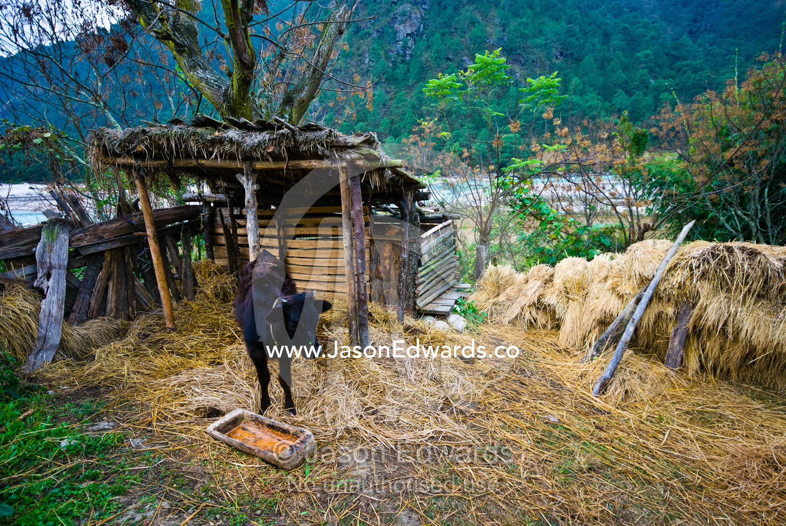 A young cow rests in a straw barn on a farm on the shore of a Himalayan river. Punakha River, Punakha Valley, Punakha-Wangdiphodrang District, Bhutan.