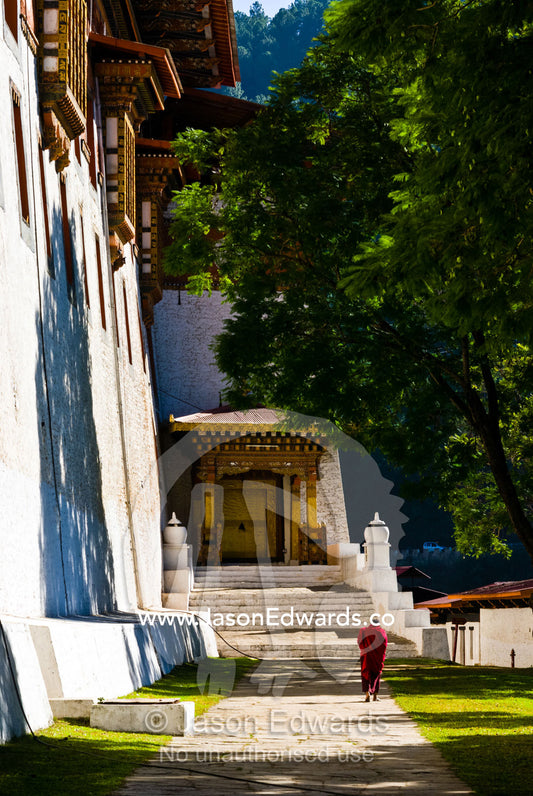 A Buddhist monk in red robes strolls through a garden of jacaranda trees next to a monastery. Punakha Dzong, Punakha dzongkhag, Punakha District, Bhutan.