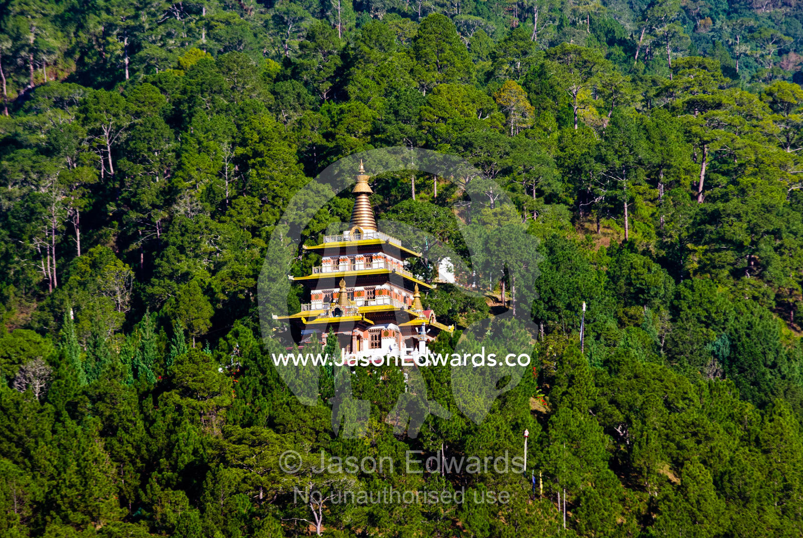 The golden spire and ornate balconies of a Buddhist monastery emerging from a conifer forest canopy. Punakha District, Bhutan.
