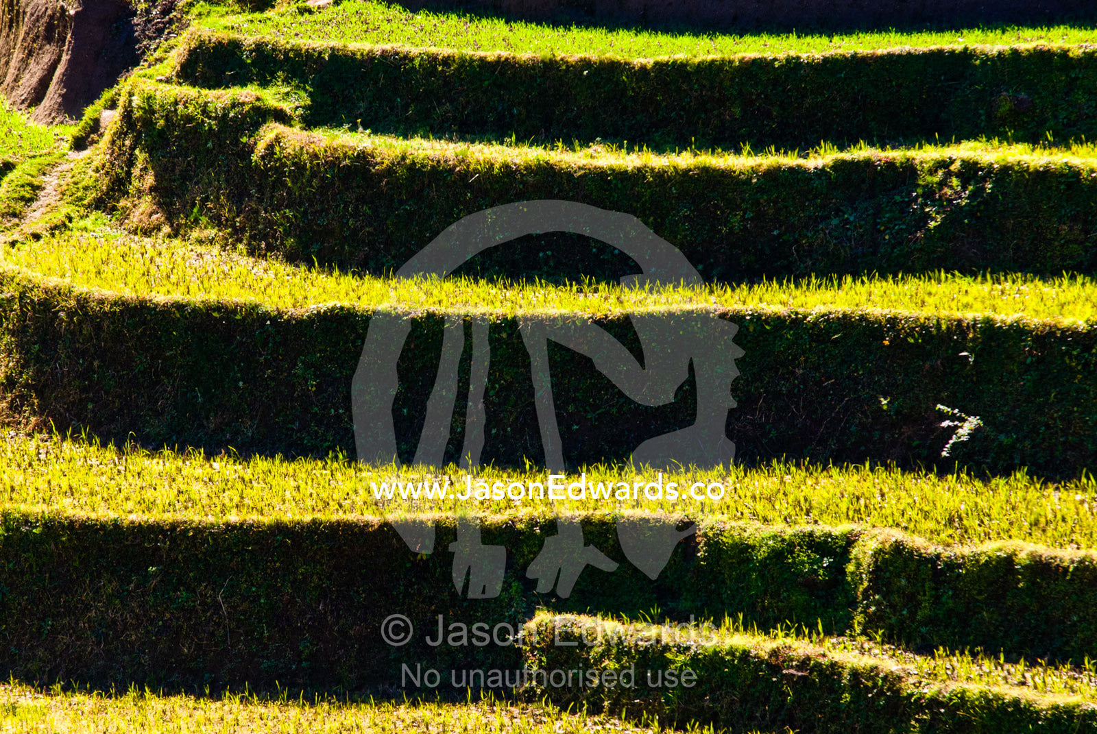 Fresh rice seedlings sprout from terraced paddies on a Himalayan valley farm. Jigme Dorji National Park, Gasa District, Bhutan.