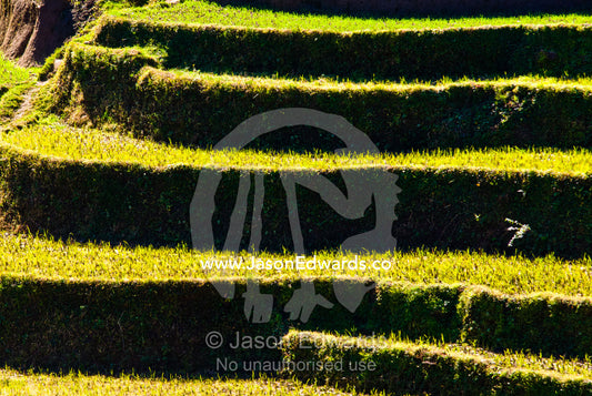 Fresh rice seedlings sprout from terraced paddies on a Himalayan valley farm. Jigme Dorji National Park, Gasa District, Bhutan.