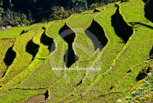Fresh rice seedlings sprout from terraced paddies on a Himalayan valley farm. Jigme Dorji National Park, Gasa District, Bhutan.