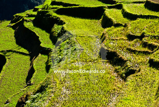 Fresh rice seedlings sprout from terraced paddies on a Himalayan valley farm. Jigme Dorji National Park, Gasa District, Bhutan.