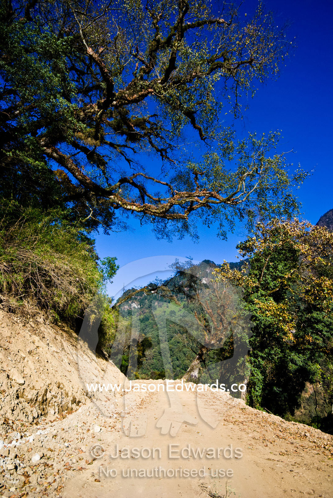 Ancient trees covered in moss and lichen hang over a dirt road passing through a mountain national park. Jigme Dorji National Park, Gasa District, Bhutan.