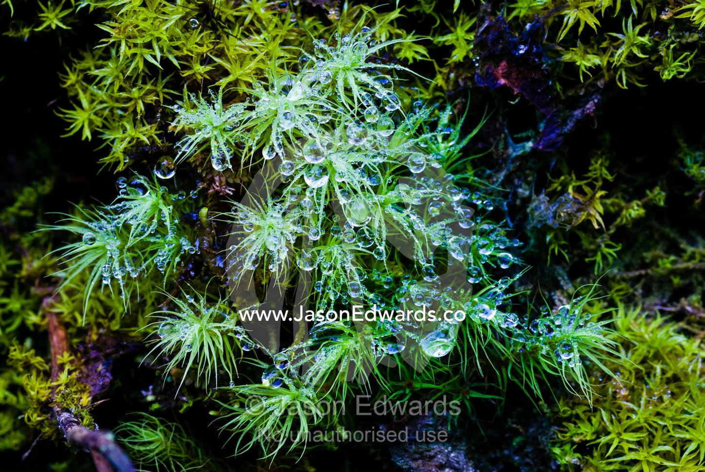 Reflections in dew drops on the delicate fronds of an alpine bryophyte on a cliff. Pho Chu, Pho River, Gasa Dzong, Gasa Tashi Tongmon Dzong, Gasa Gasa Dzongkhag District, Bhutan.