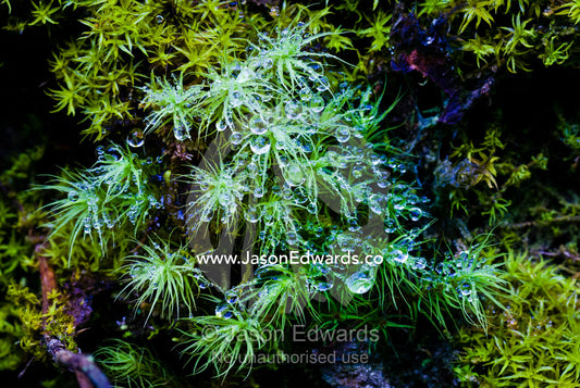 Reflections in dew drops on the delicate fronds of an alpine bryophyte on a cliff. Pho Chu, Pho River, Gasa Dzong, Gasa Tashi Tongmon Dzong, Gasa Gasa Dzongkhag District, Bhutan.