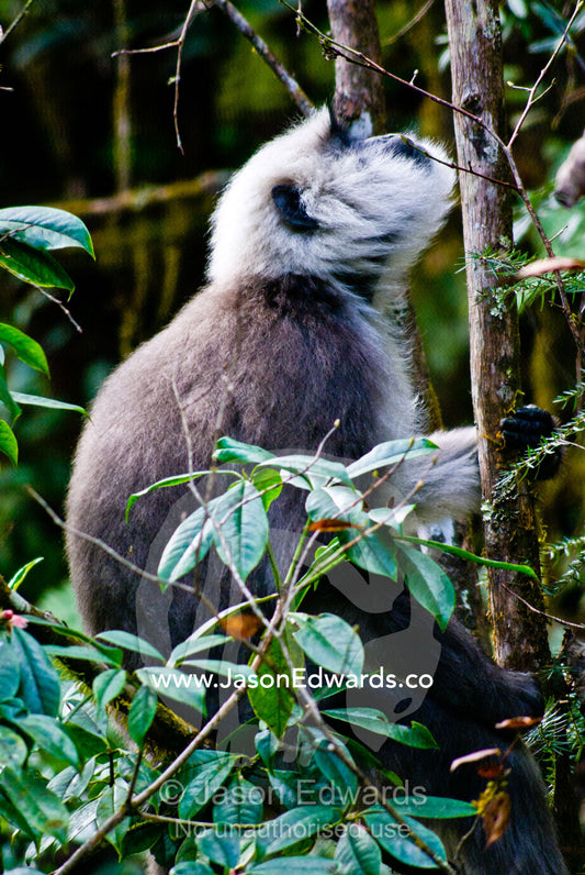 A Tarai Gray Langur foraging in a thicket on a Himalayan mountainside. Jigme Dorji National Park, Gasa District, Bhutan.