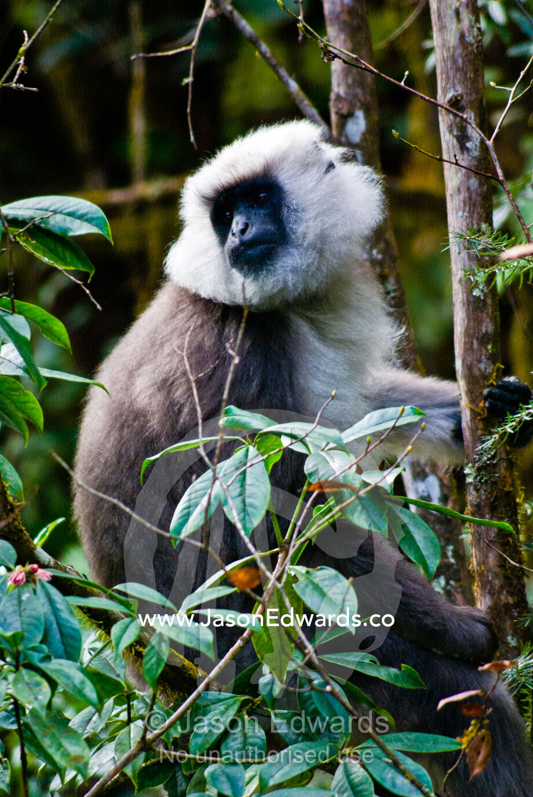 A Tarai Gray Langur foraging in a thicket on a Himalayan mountainside. Jigme Dorji National Park, Gasa District, Bhutan.